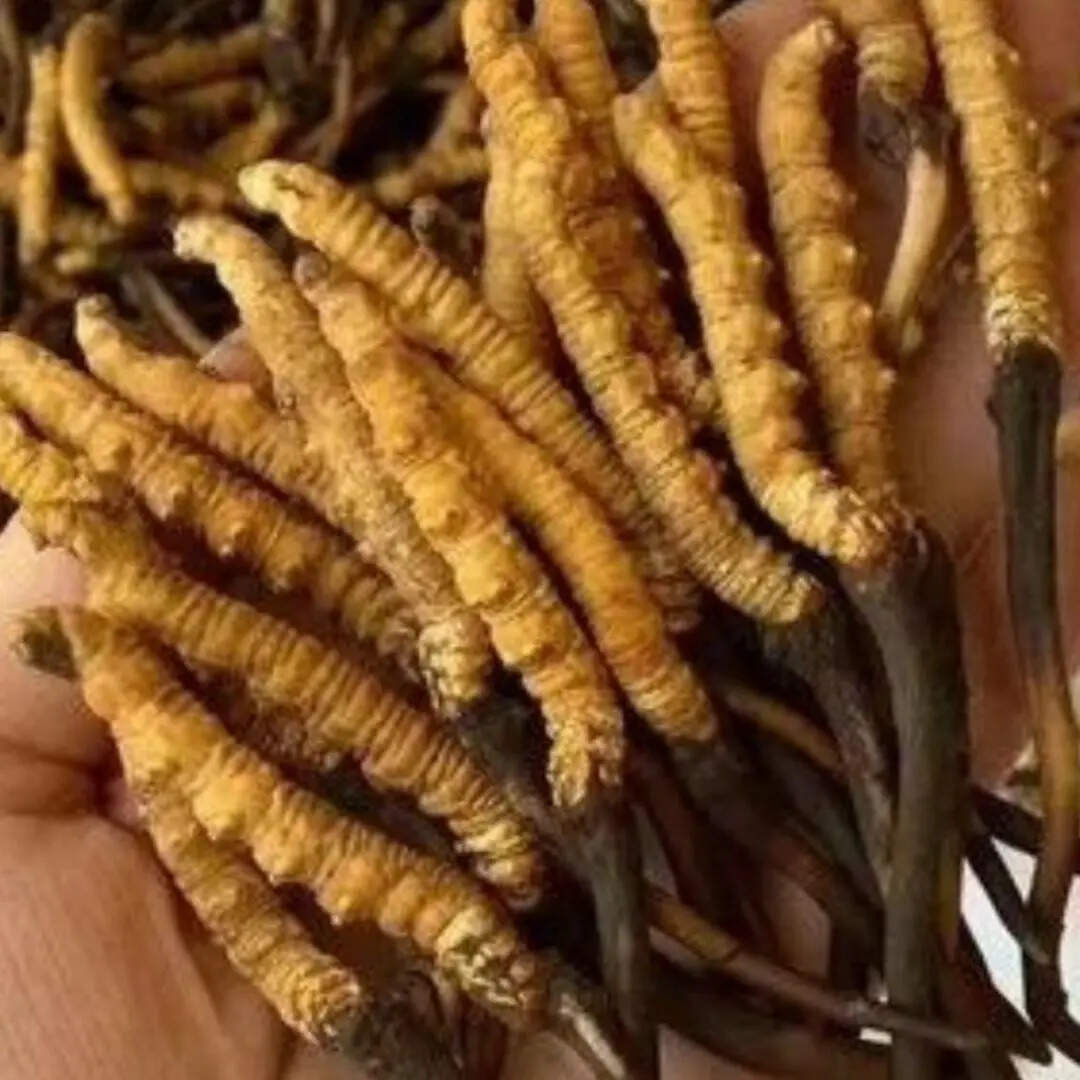 फंगस और कीड़ा