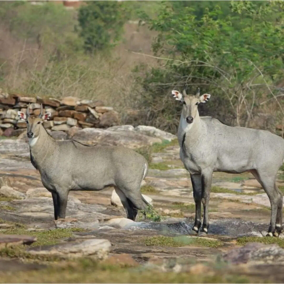 ऊर्जा की राजधानी