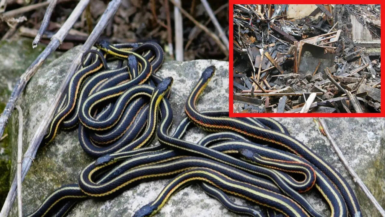 ​सांप भूकंप से पहले होने वाले सूक्ष्म कंपनों के प्रति संवेदनशील