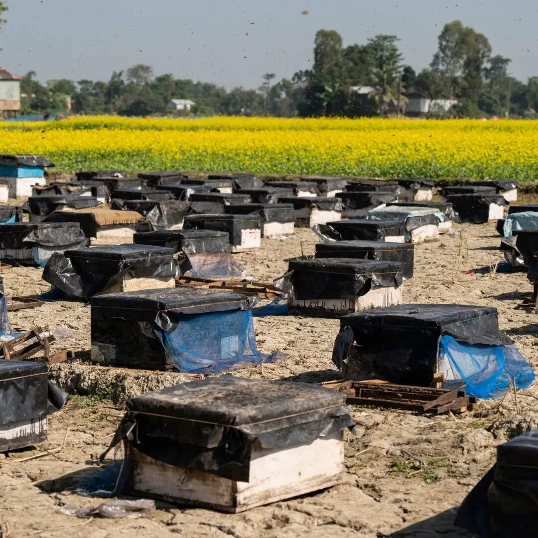 ​भारत: तेजी से बढ़ता शहद उत्पादक देश​