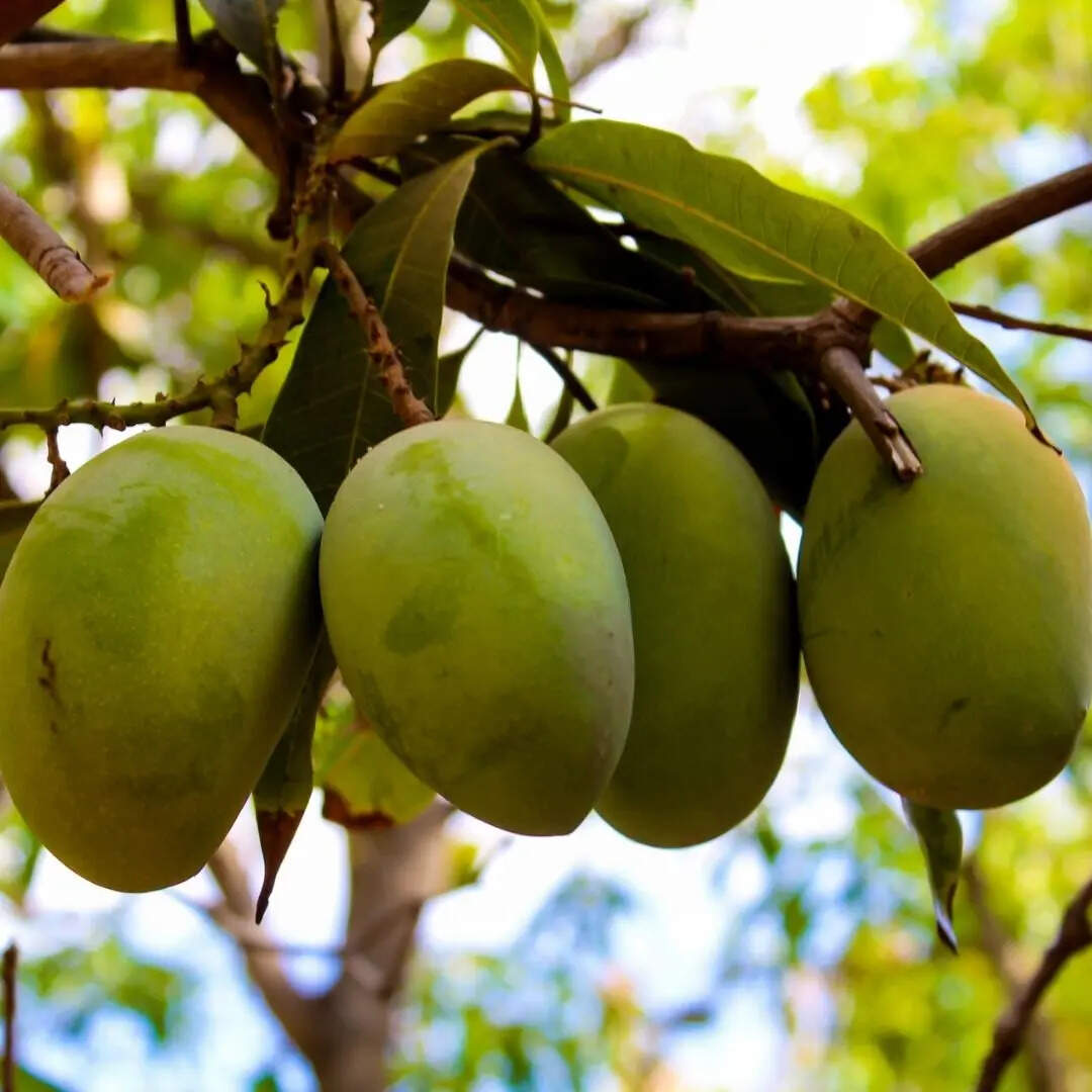 ​8. भारत का “Kesar” आम​