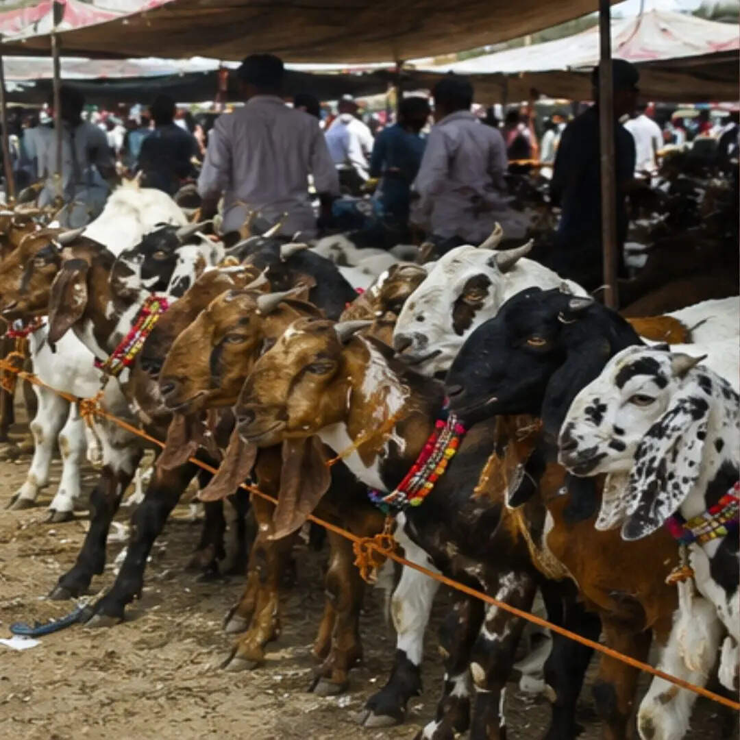इन नस्ल के बकरों की डिमांड सबसे ज्यादा