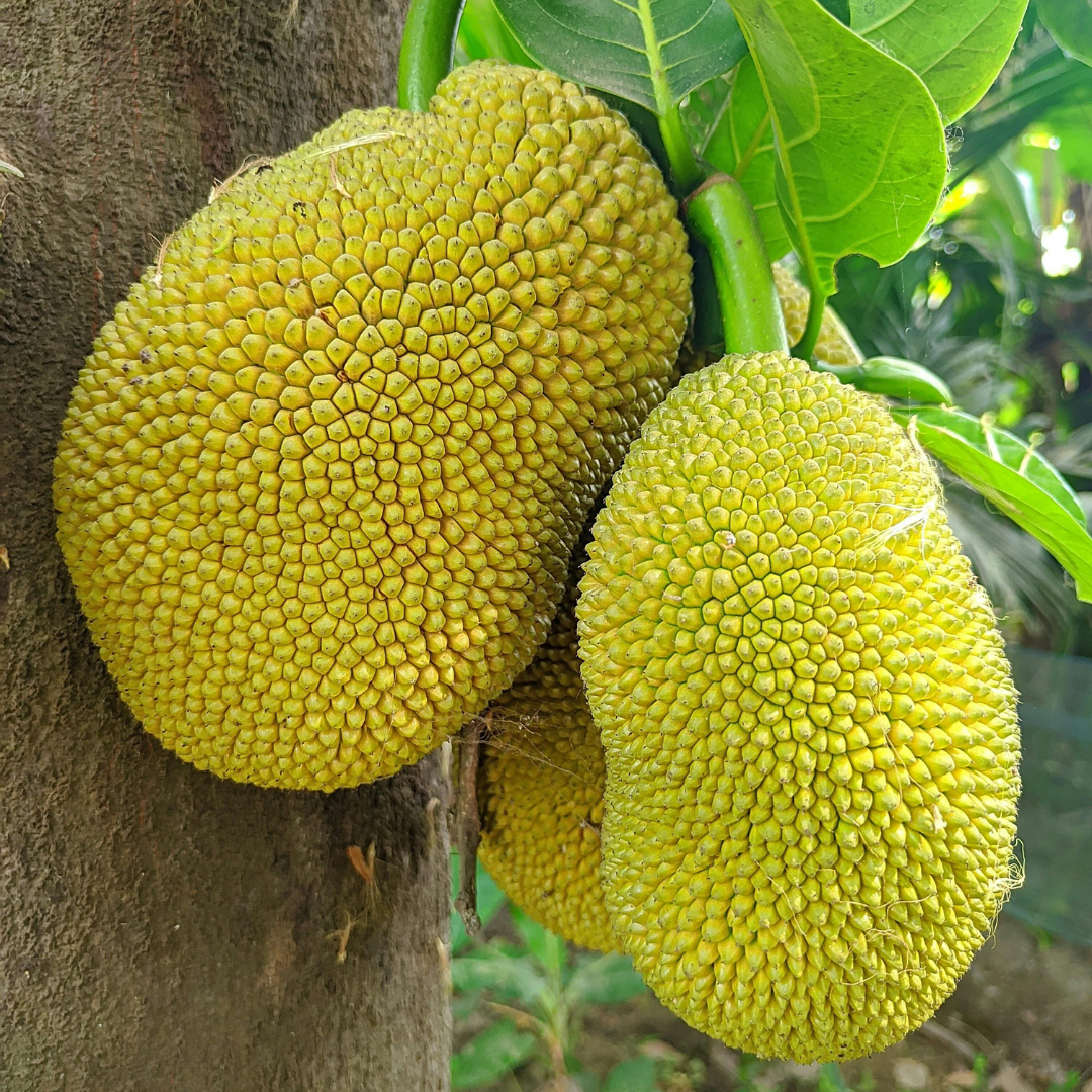 कटहल