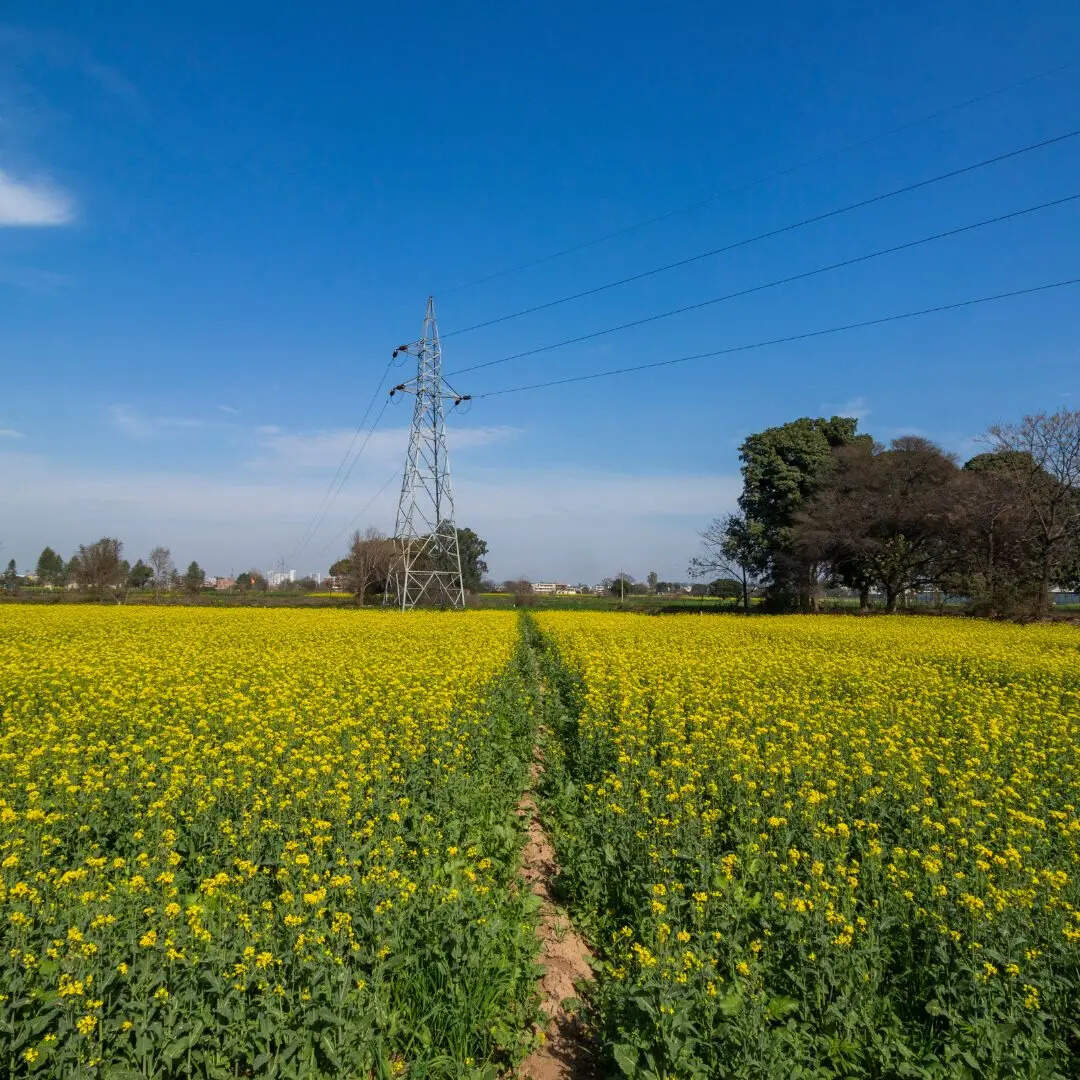 भारत का अन्नदाता कहलाता है पंजाब