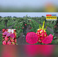ड्रैगन फ्रूट क्या है खेती के लिए बिहार सरकार दे रही है प्रति हेक्टेयर 270 लाख रुपये सब्सिडी जानें कैसे लें लाभ