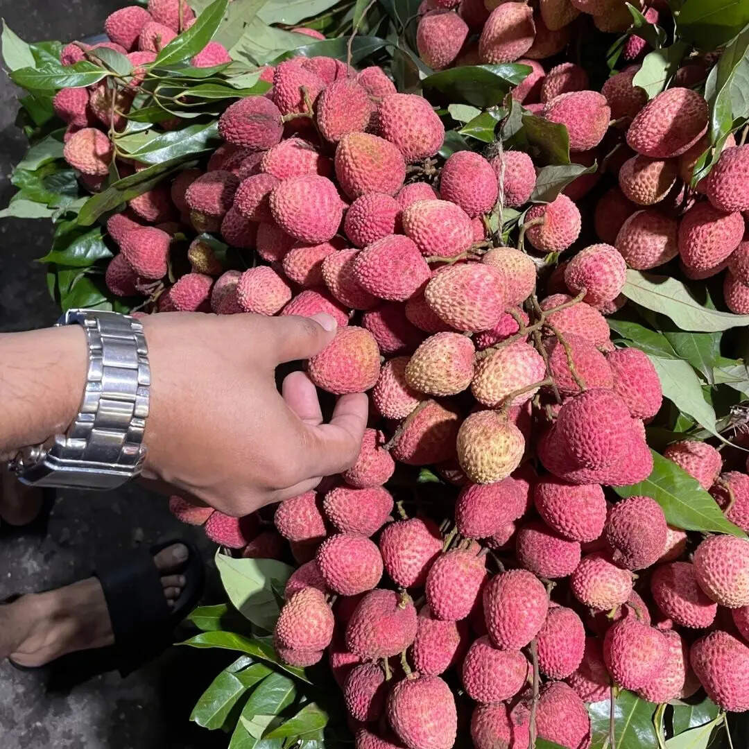 ​पोषण मूल्य और भविष्य की संभावनाएं​