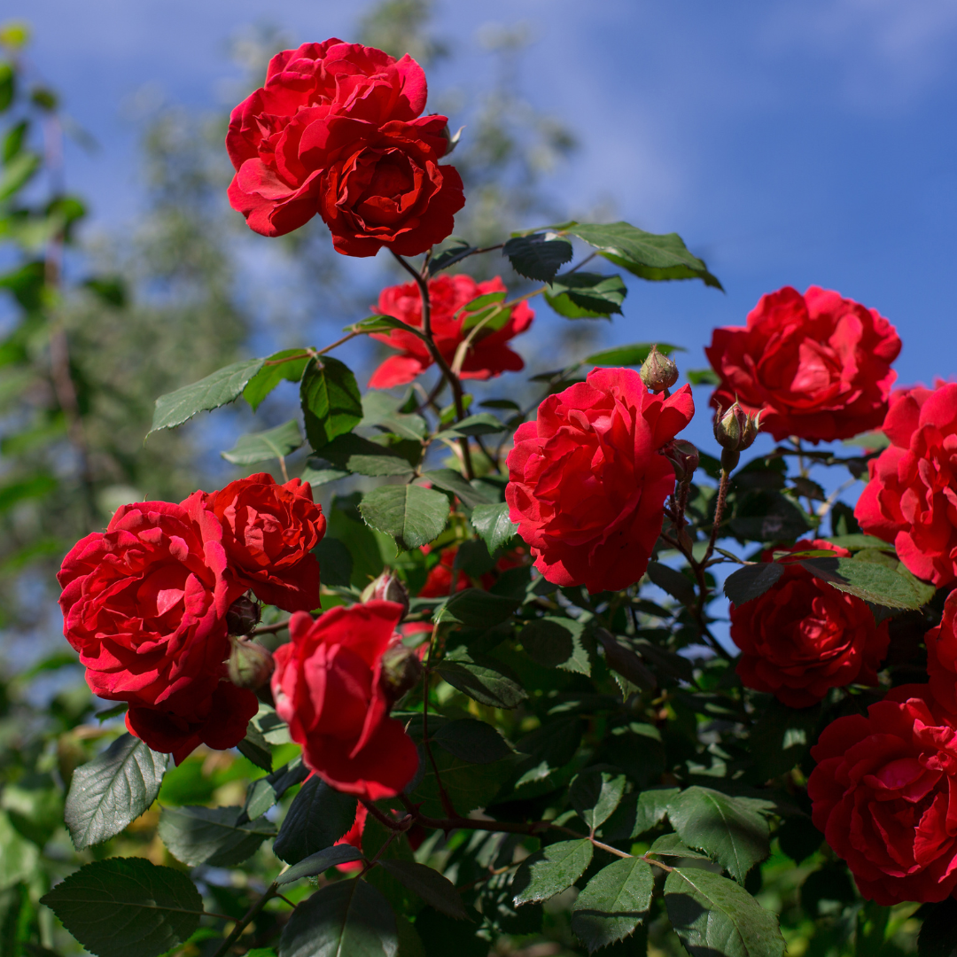 ​सुबह या शाम के समय करें सिंचाई​