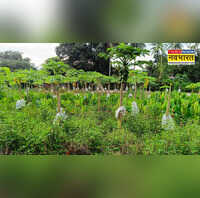 Mixed Farming एक ही खेत से 3 तरह से कमाई मिश्रित खेती से बदलें किस्मत