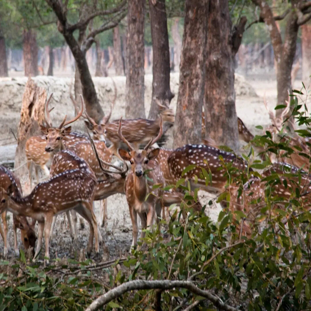 ​पैकेज से जुड़ी अन्य जानकारी​