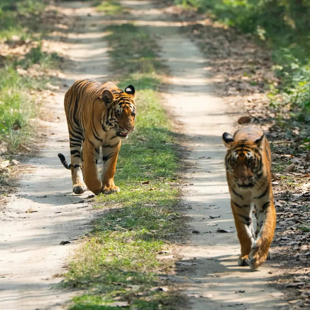 ​क्यों खास है सुंदरबन नेशनल पार्क​
