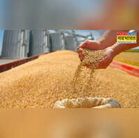 MSP Wheat Procurement इस राज्य में एमएसपी पर गेहूं खरीद की आखिरी तारीख बढ़ी किसानों को मिला अतिरिक्त समय