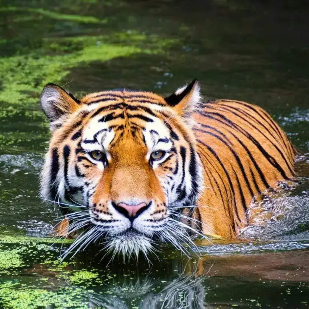 ​बक्सा टाइगर रिजर्व, पश्चिम बंगाल​