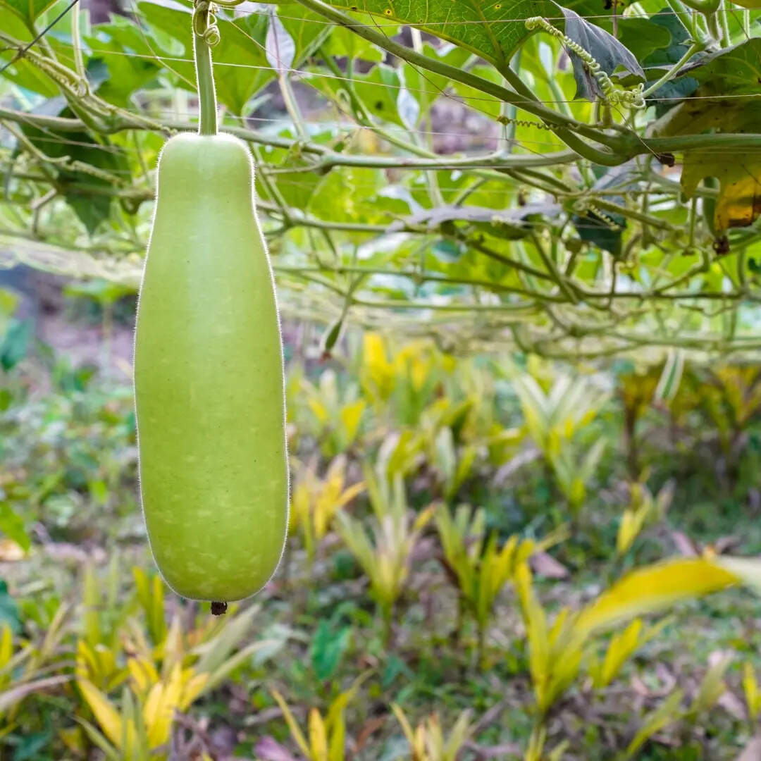 ​त्वचा और बालों के लिए अच्छी​