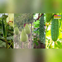 जून-जुलाई में इन सब्जियों की करें खेती कम समय में होगी मोटी कमाई