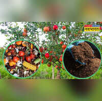 घर के कचरे से तैयार करें ऐसा खाद फलों से लद जाएंगे आपके पेड़