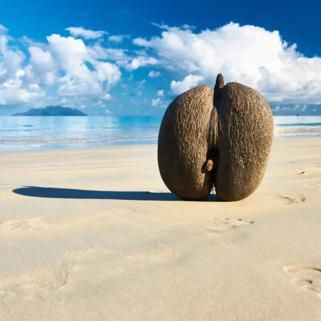 क्या है इस नारियल का नाम?