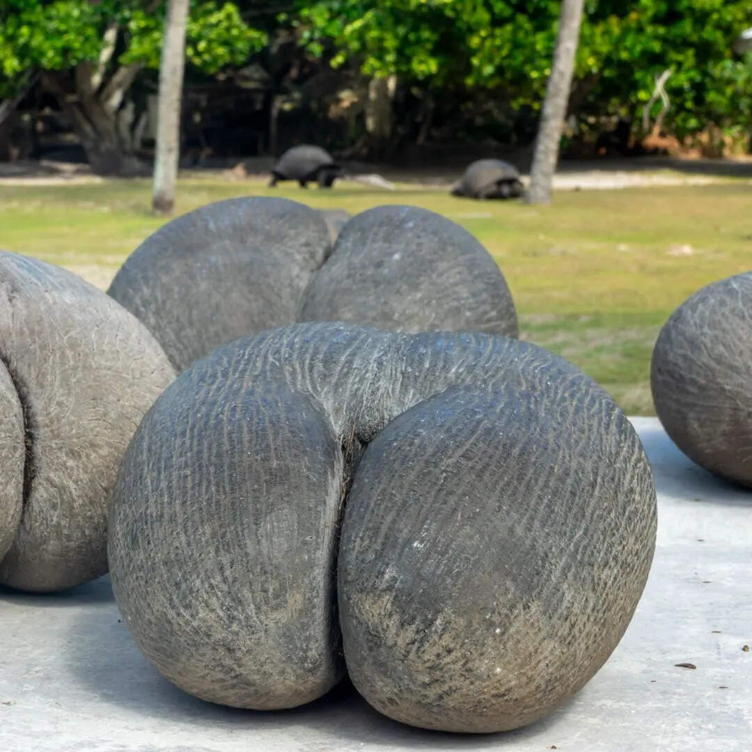 इस नारियल को लेकर देश में बने नियम