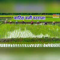 मानसून ने बदली तस्वीर बारिश से खरीफ फसलों पर छाए अच्छे दिन