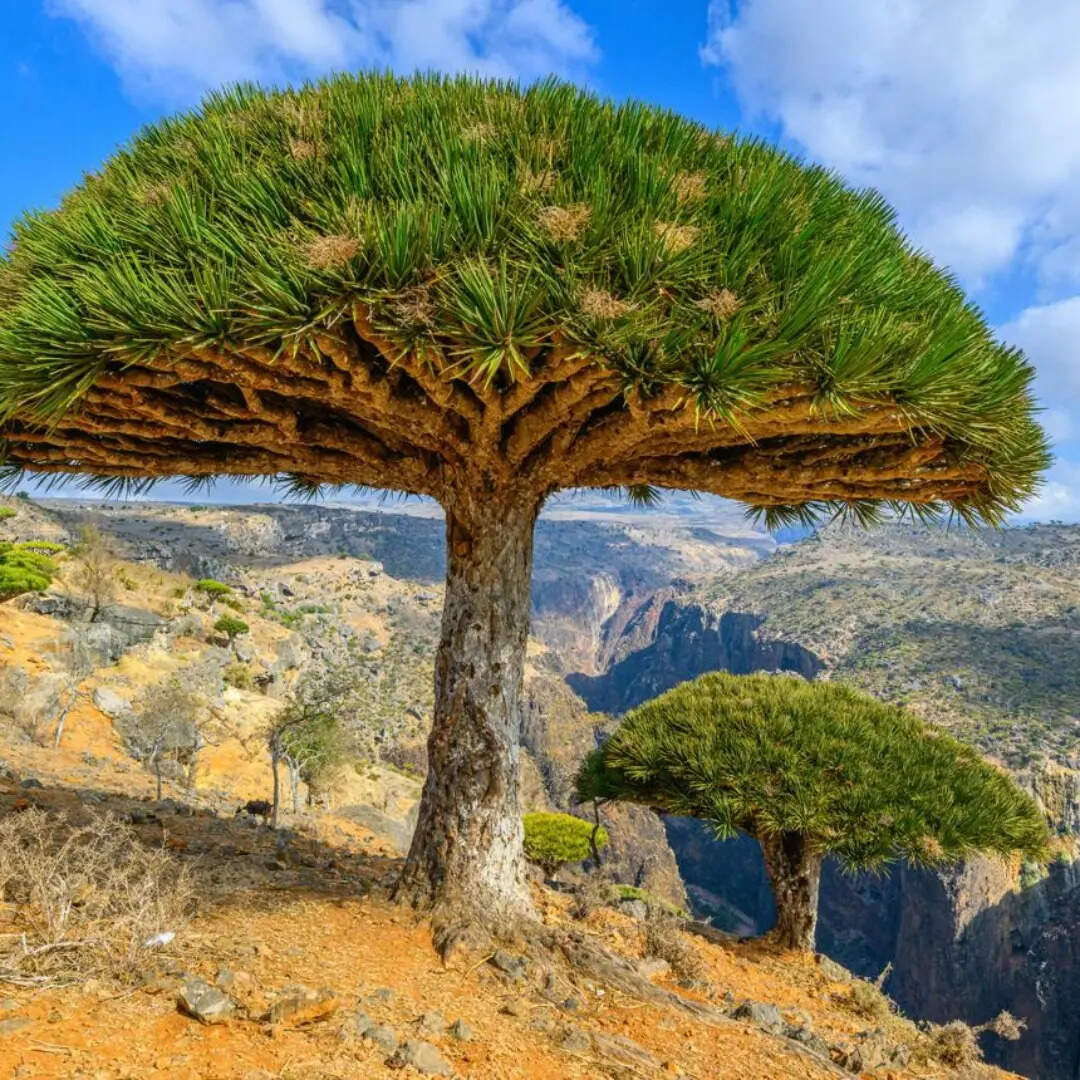 ​सोकोत्रा द्वीप, यमन​