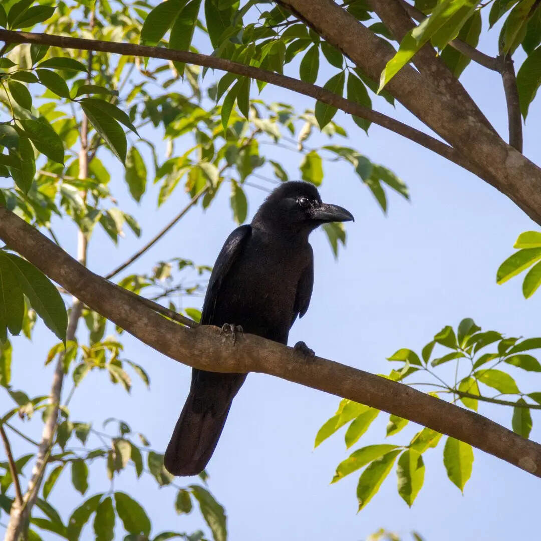 औजार बनाने का बेजोड़ उस्ताद न्यू कैलेडोनियन कौआ