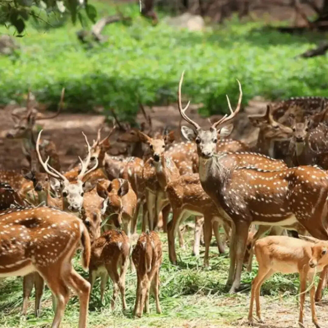 ​सागरेश्वर वन्यजीव अभयारण्य​