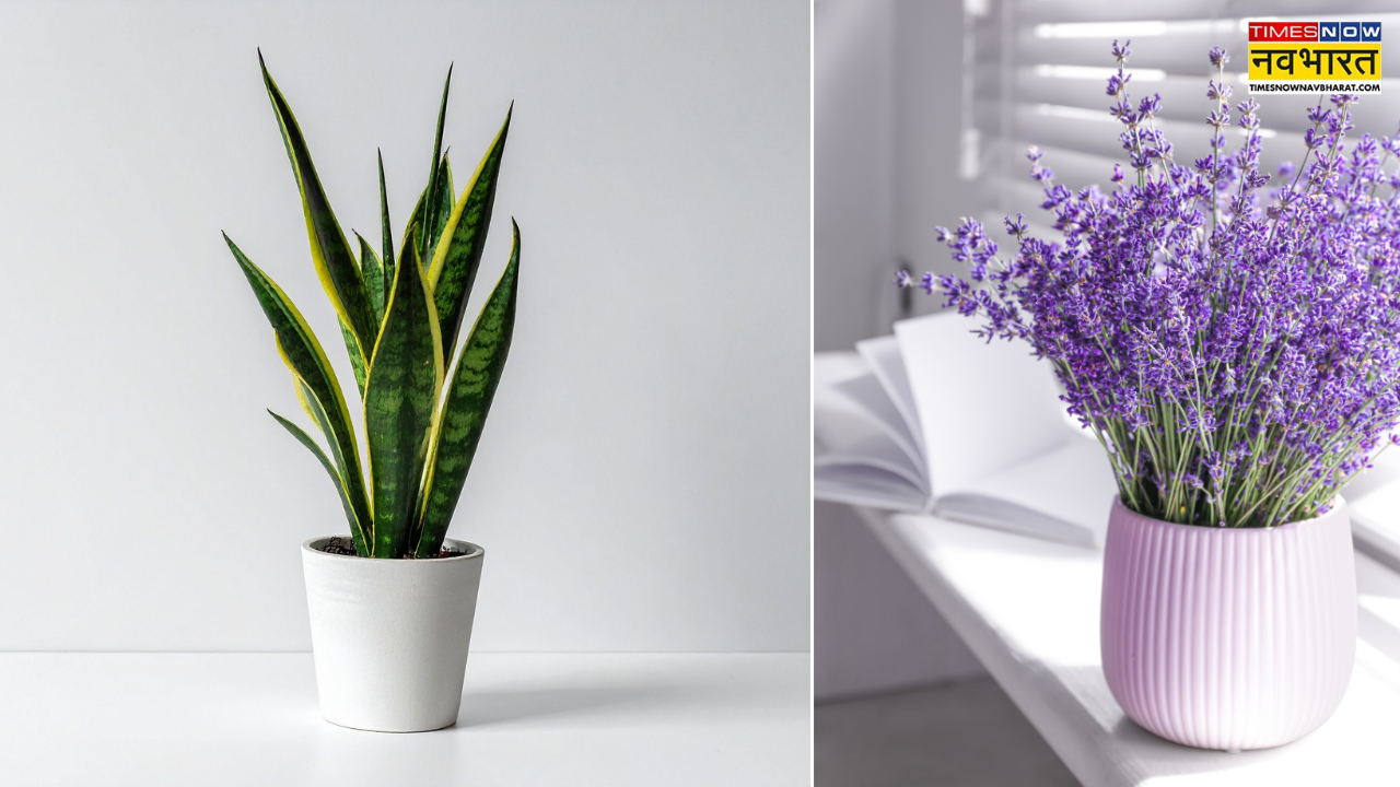 Best Indoor Plants