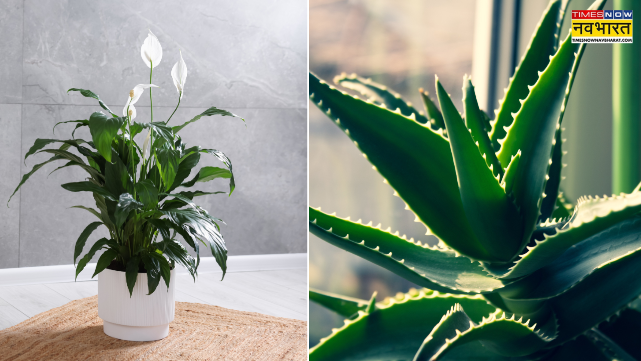 Plants for better sleep