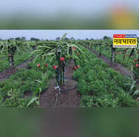 ड्रैगन फ्रूट की खेती एक बार लगाएं पौधे सालों-साल तक छापें नोट
