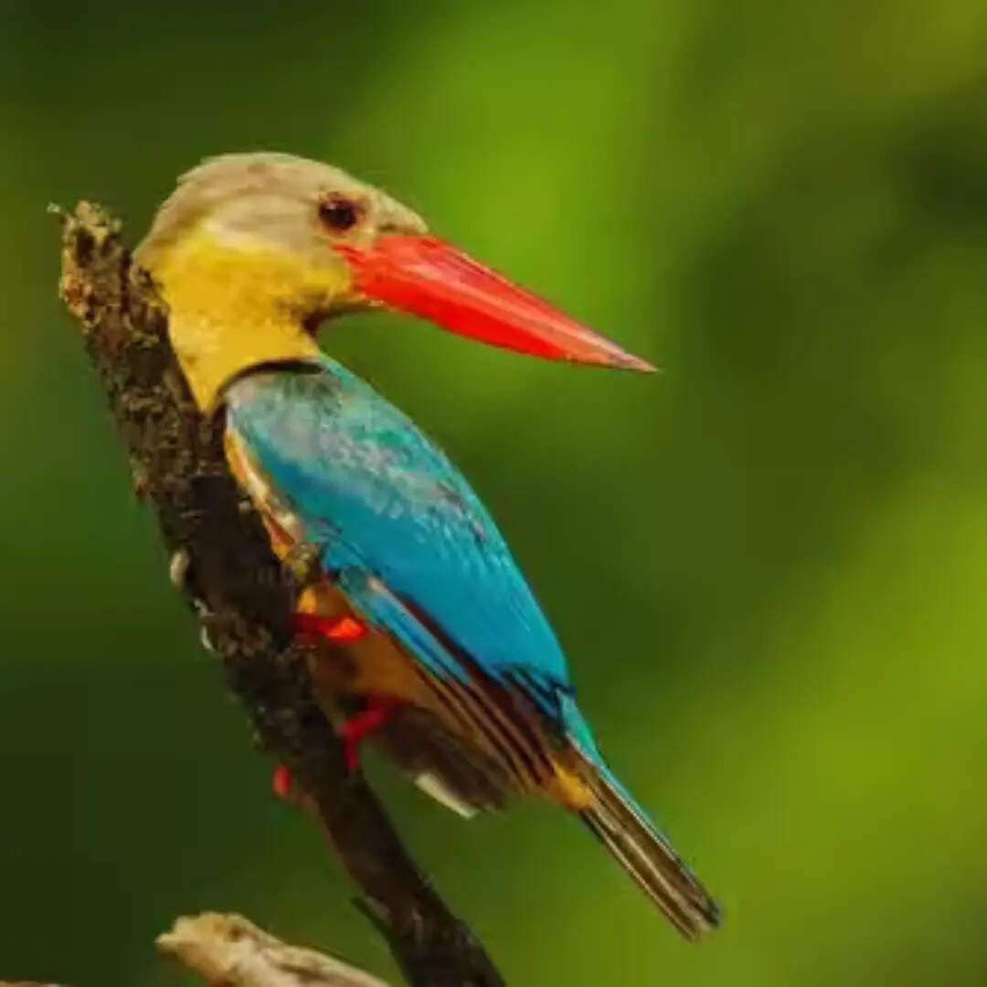 ​पाइड किंगफिशर​