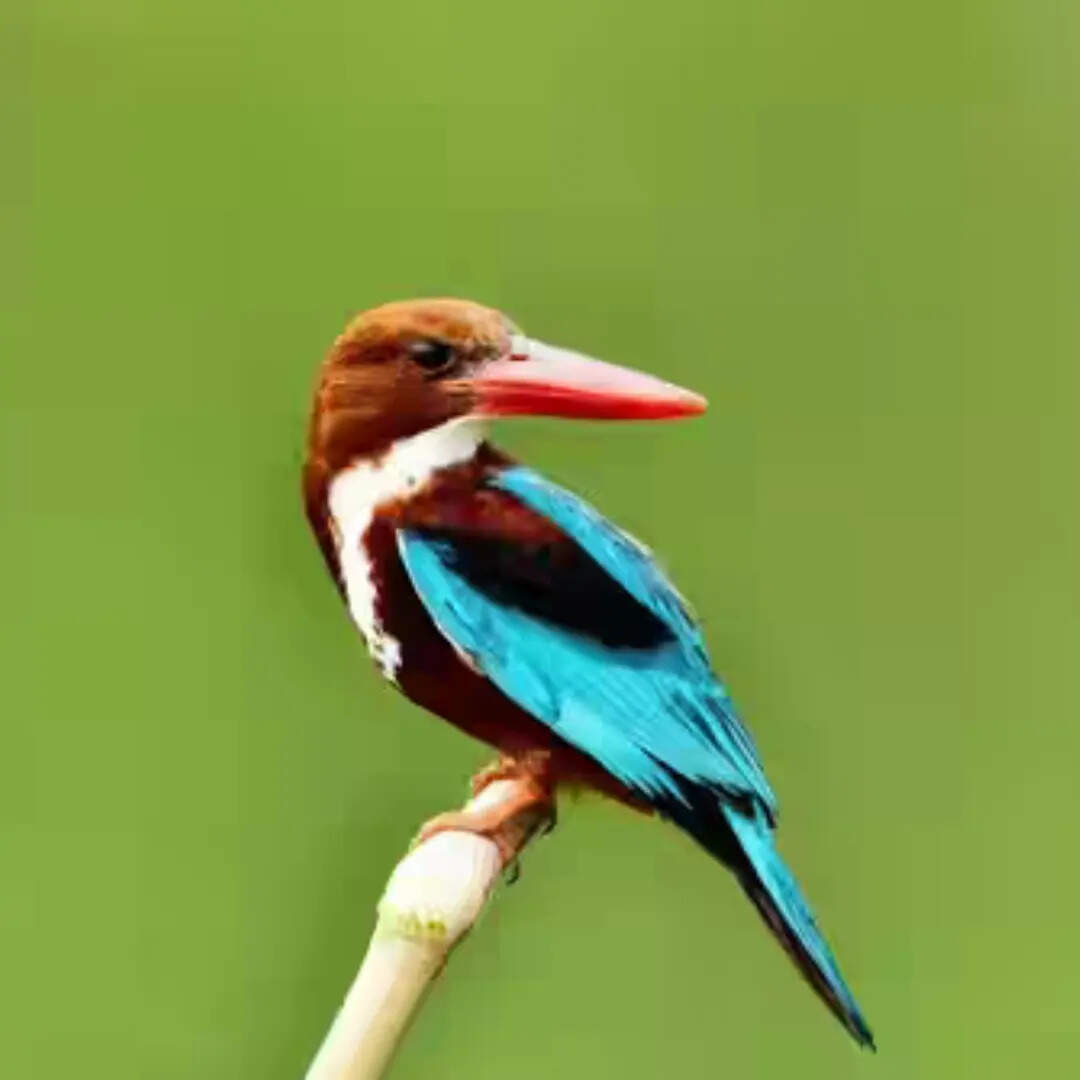 ​सफेद गले वाला किंगफिशर​