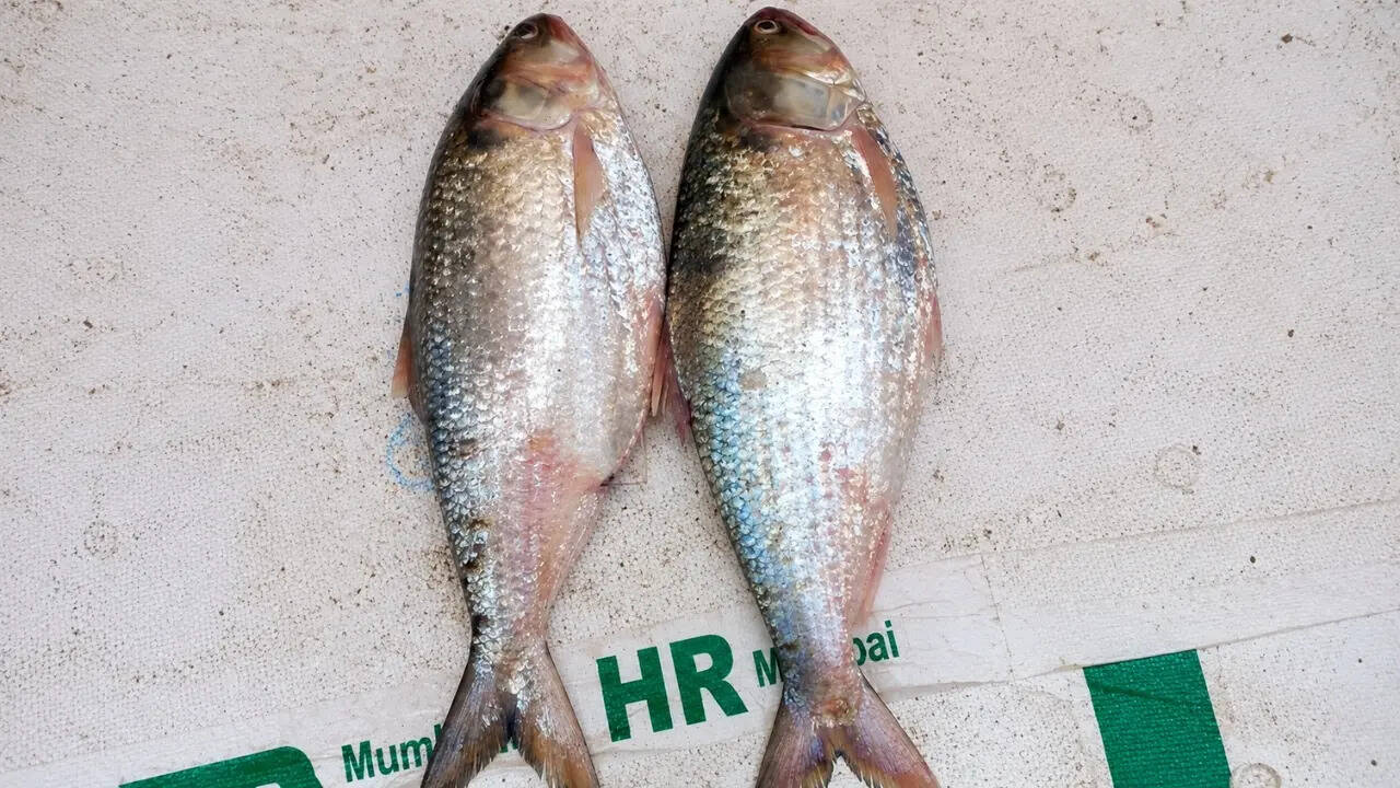 hilsa found in ghazipur