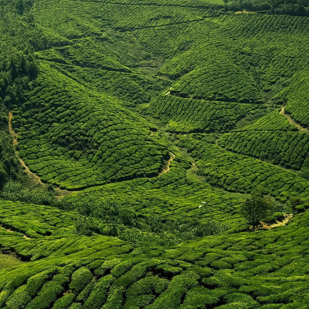 ​मनमोहक नजारा​