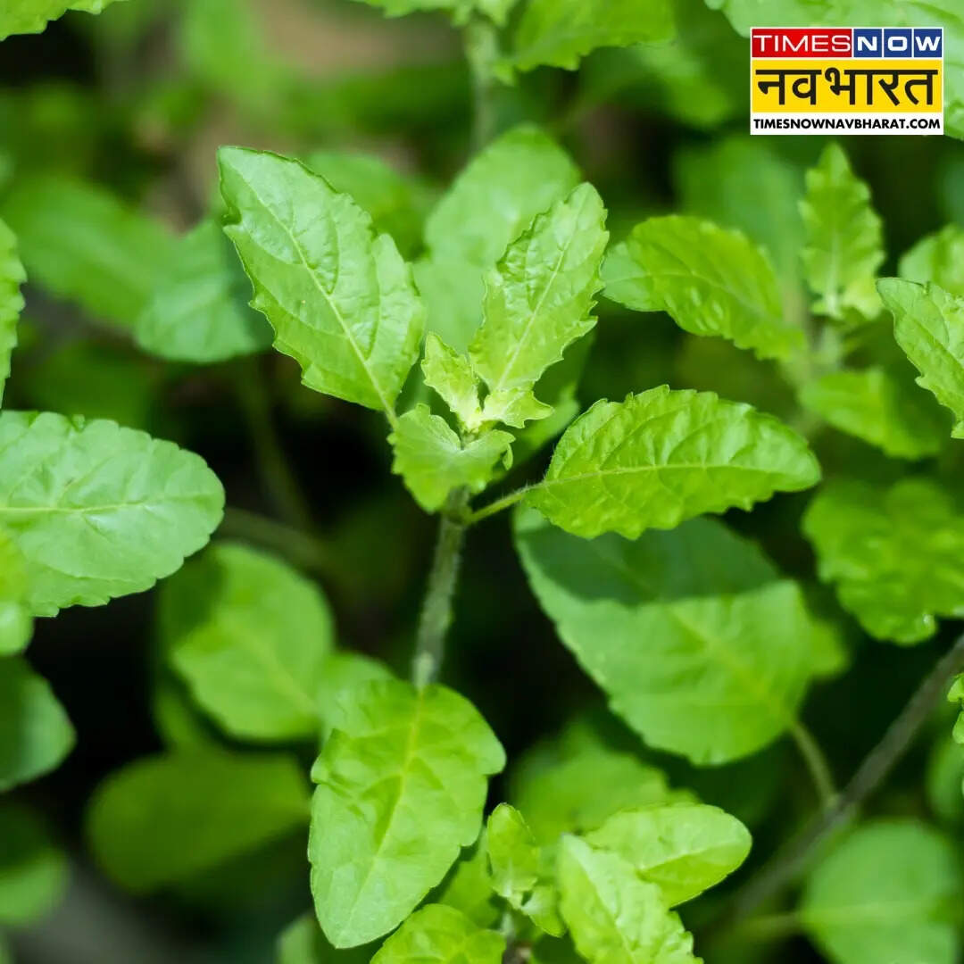 ​तुलसी-अदरक की हल्की चाय​