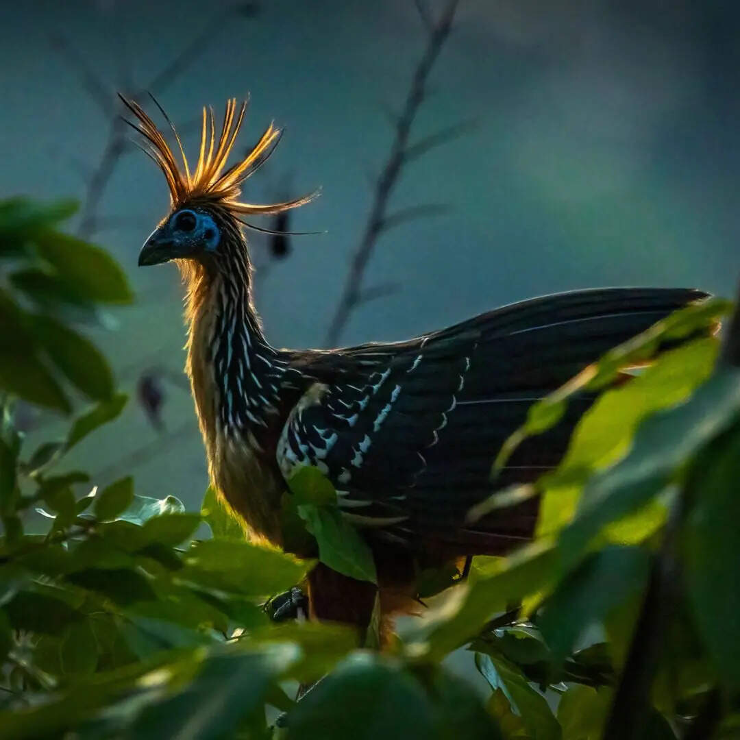 क्या है इस पक्षी का नाम?