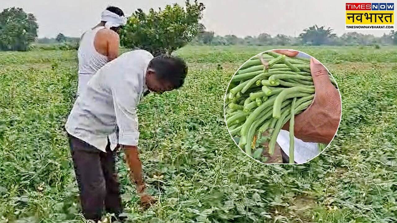एक किलो सब्जी पर कितना मुनाफा?
