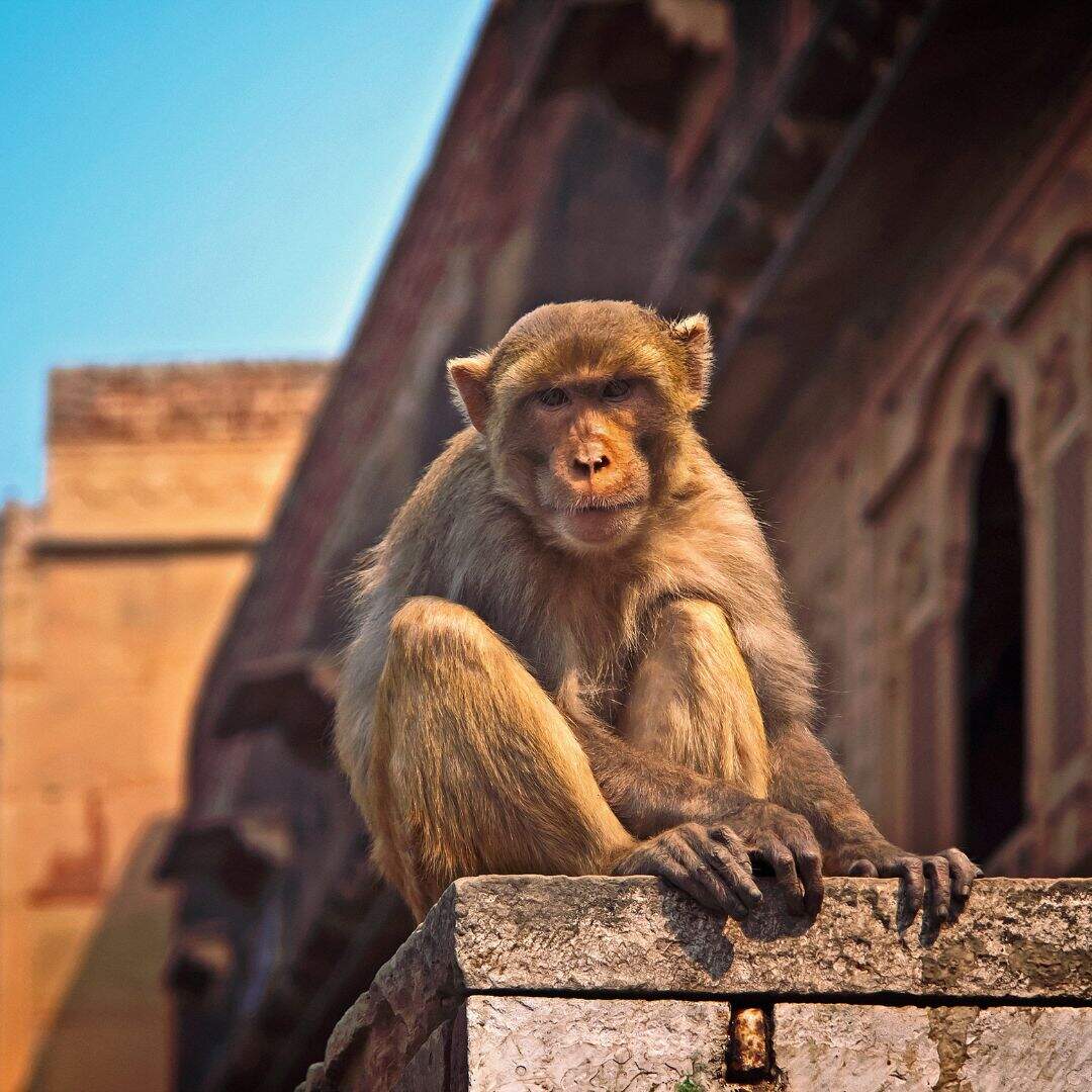 ​प्रसिद्ध कृष्ण मंदिर​