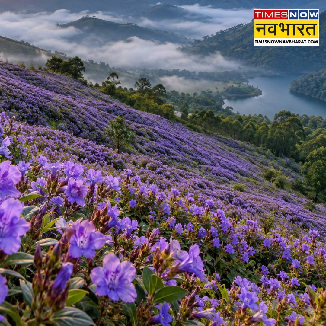 ​आखिर क्या है नीलकुरिंजी​