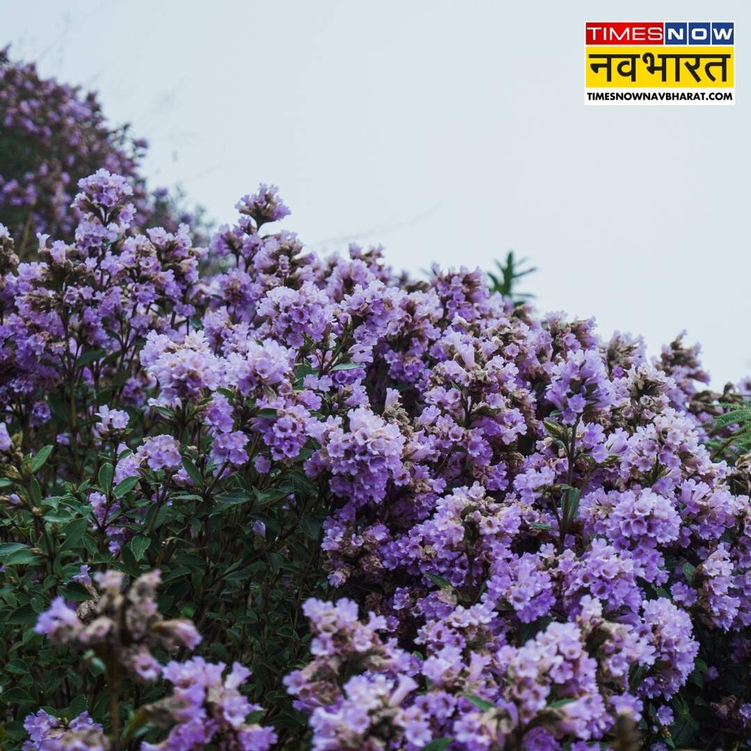 ​पहाड़ियों पर बिछ जाती है फूलों की चादर​