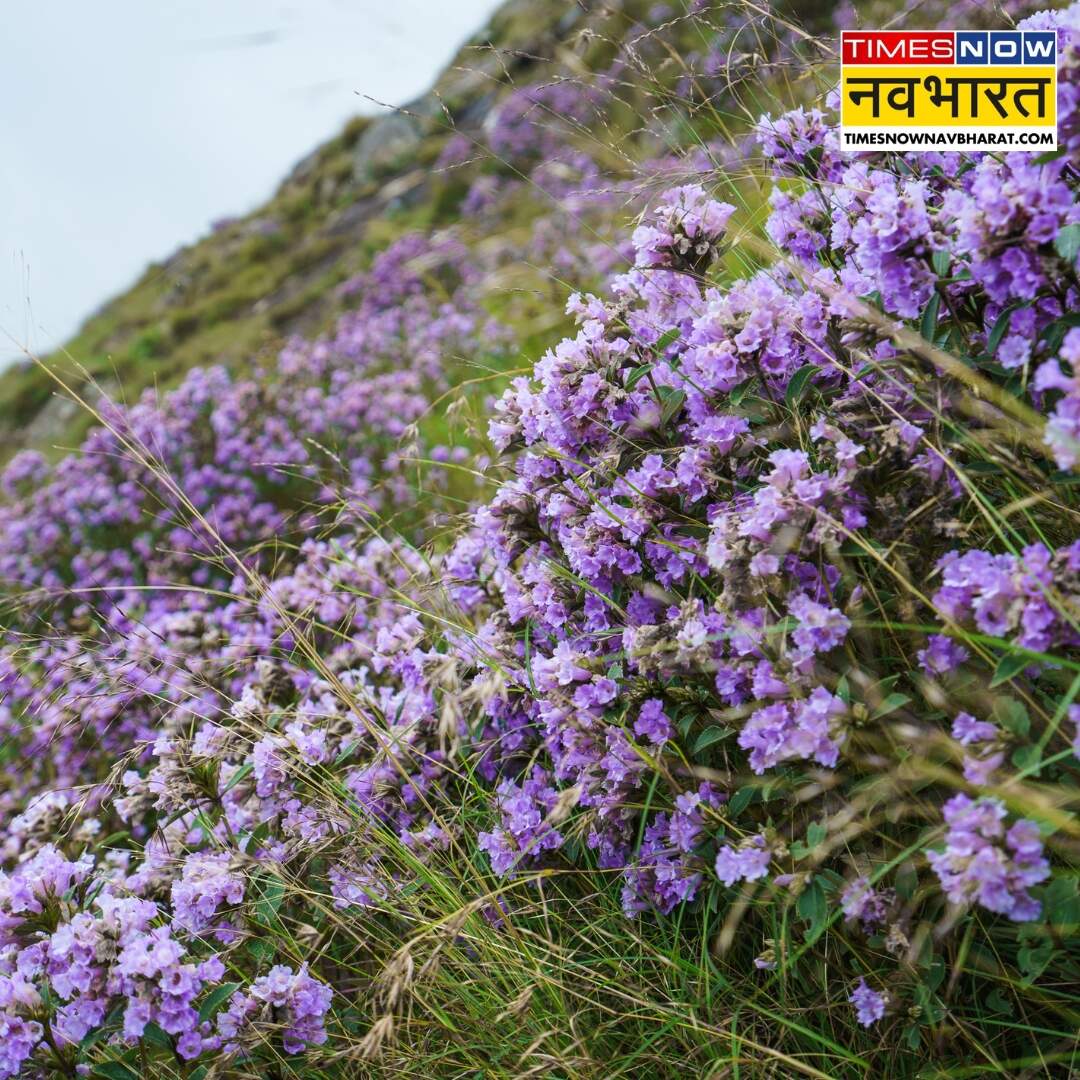 ​फूल देखने जाएं तो इन बातों का रखें ध्यान​