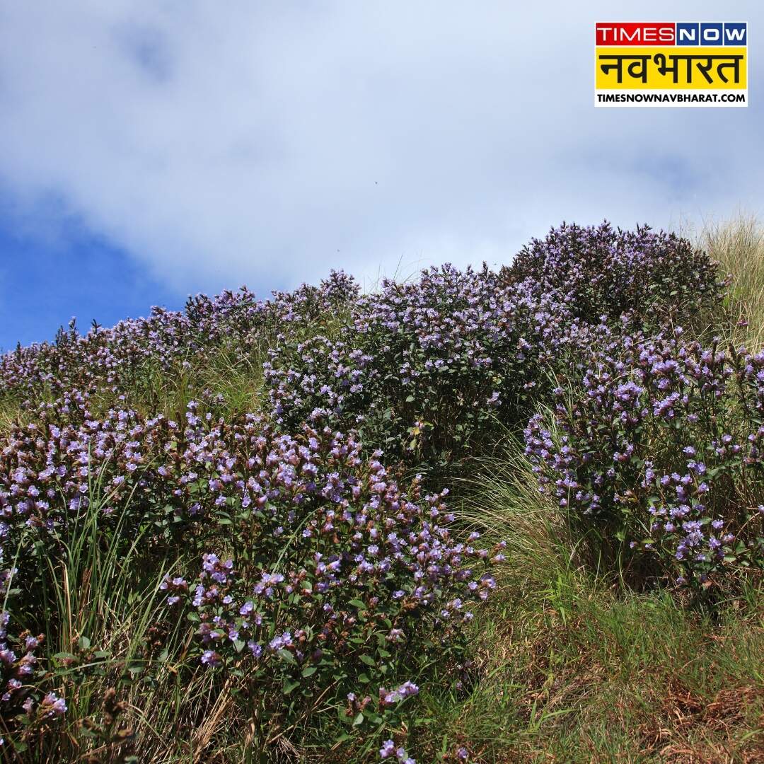 ​नीलकुरिंजी देखने क्यों उमड़ते हैं पर्यटक​