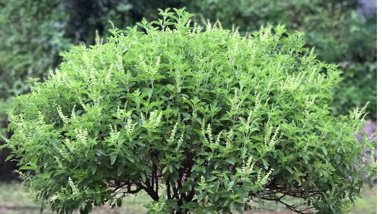 तुलसी के पास गंदगी न रहने दें