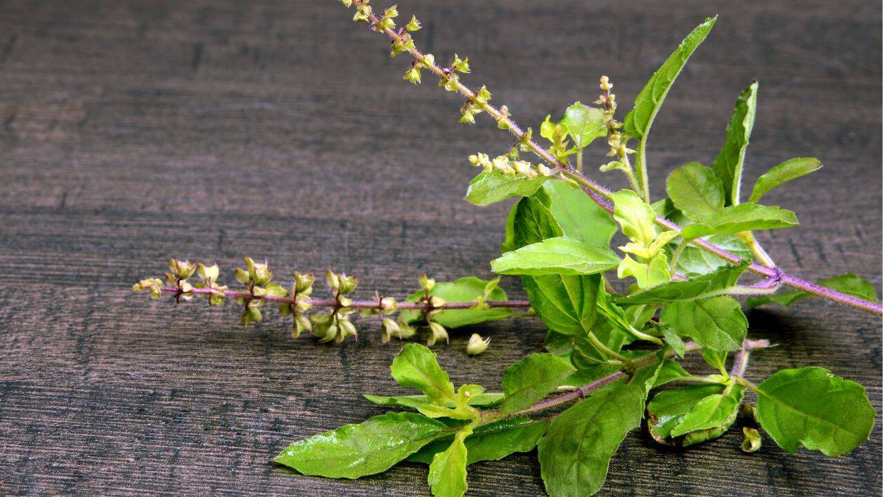 बिना स्नान तुलसी दल न तोड़ें
