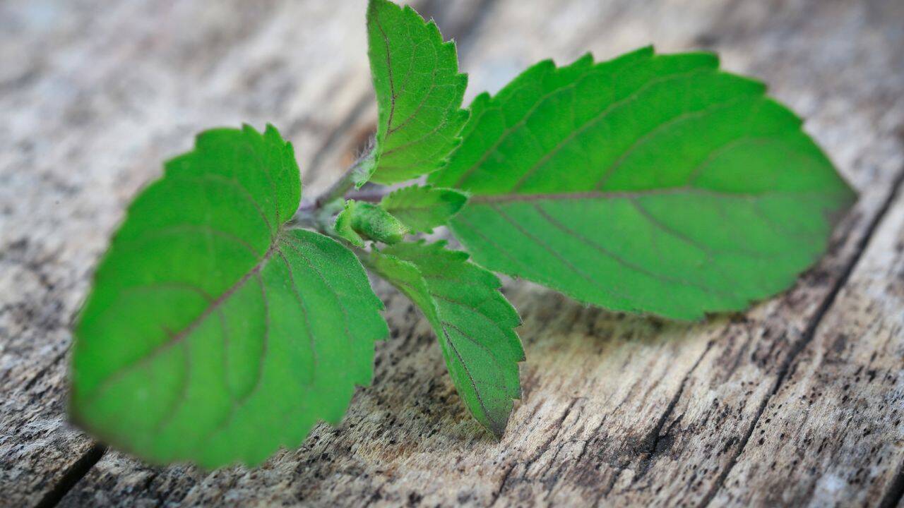 सूर्यास्त के बाद तुलसी को न छुएं