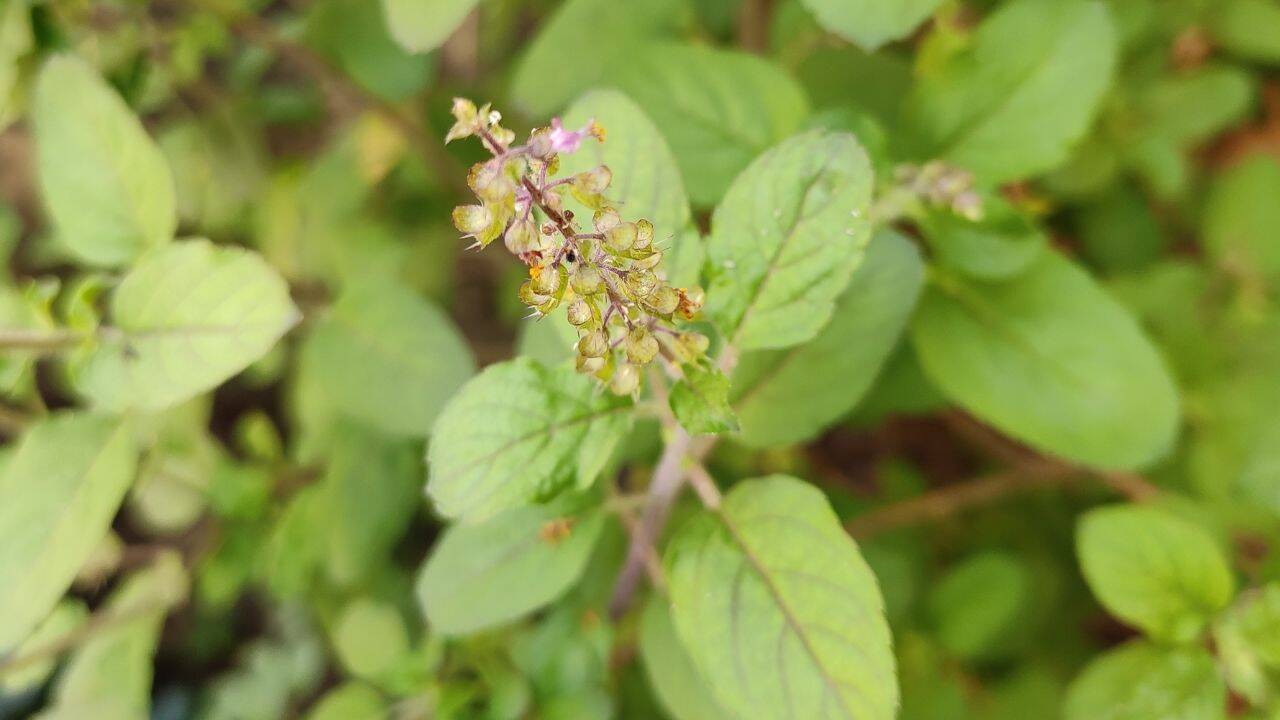 अमावस्या पर तुलसी के पत्ते न तोड़ें