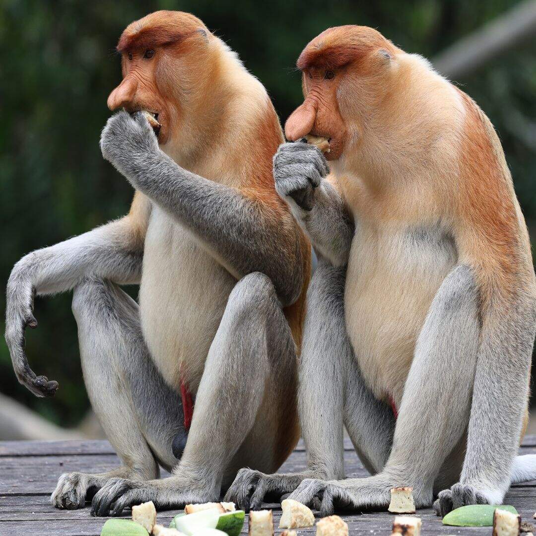 पेट निकला हुआ क्यों दिखता है?