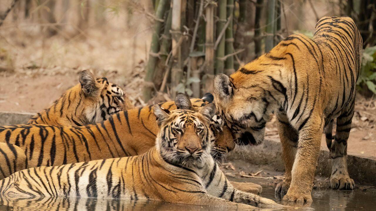 ताडोबा नेशनल पार्क, महाराष्ट्र