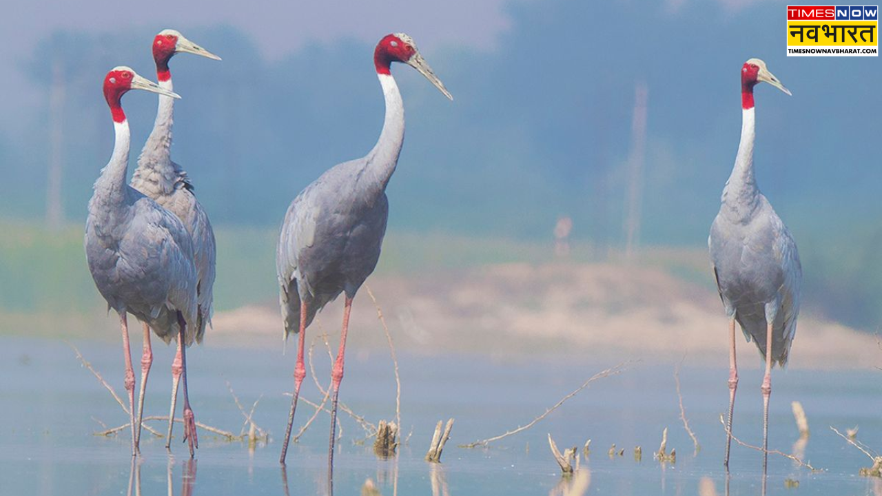 सांभर झील, राजस्थान