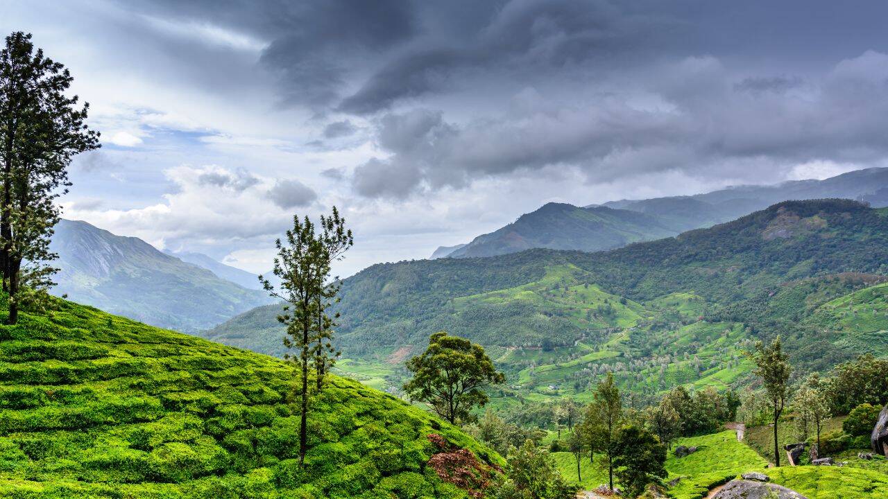 वायनाड