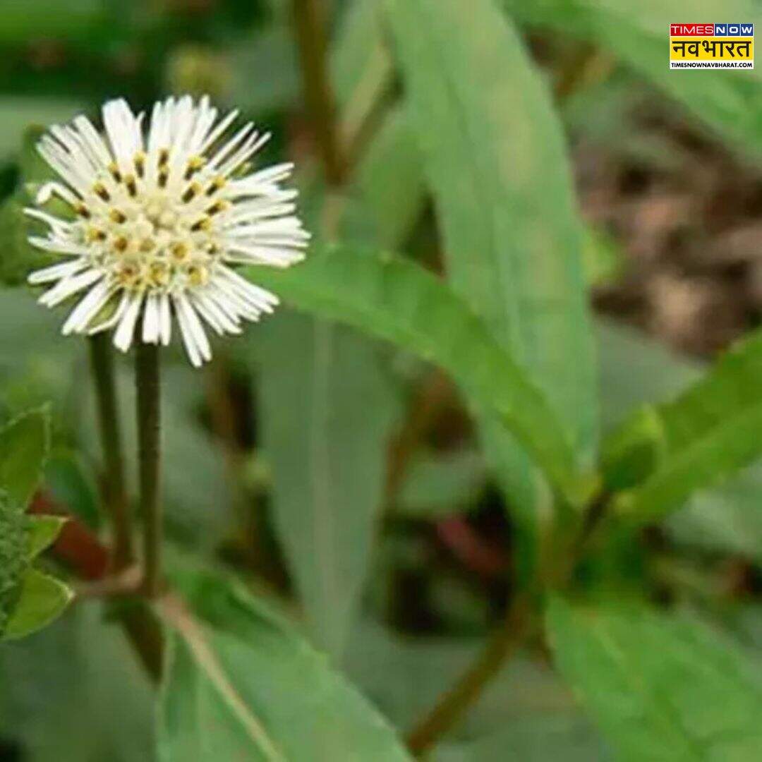 आजमा कर देखें ये अचूक नुस्खा