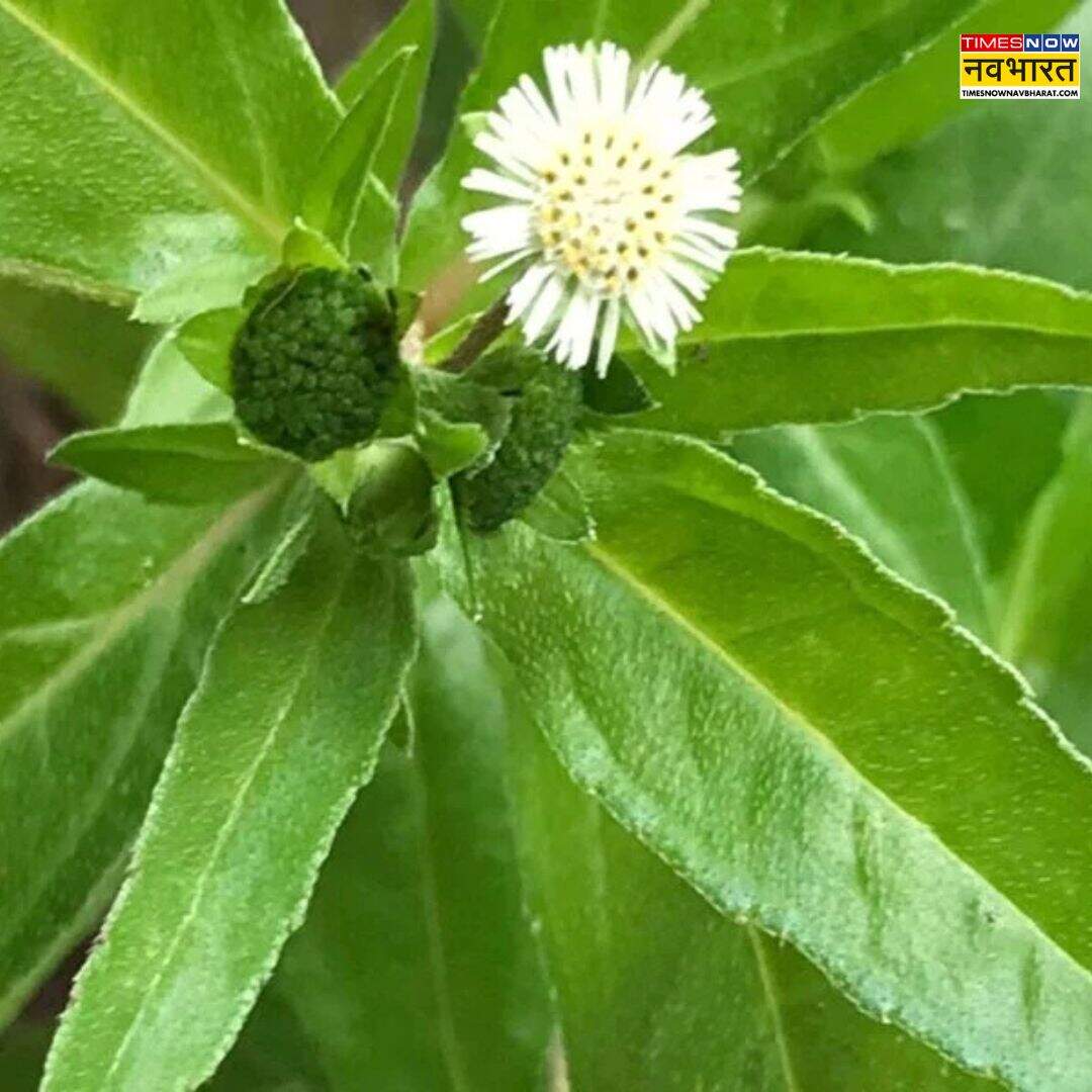 बालों के लिए वरदान है भृंगराज